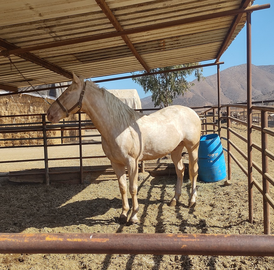 Visita rancho Sandoval 2